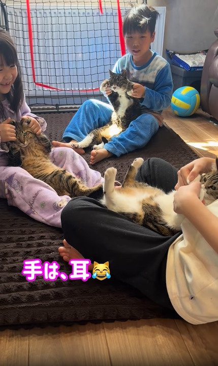 抱っこされる3匹の猫