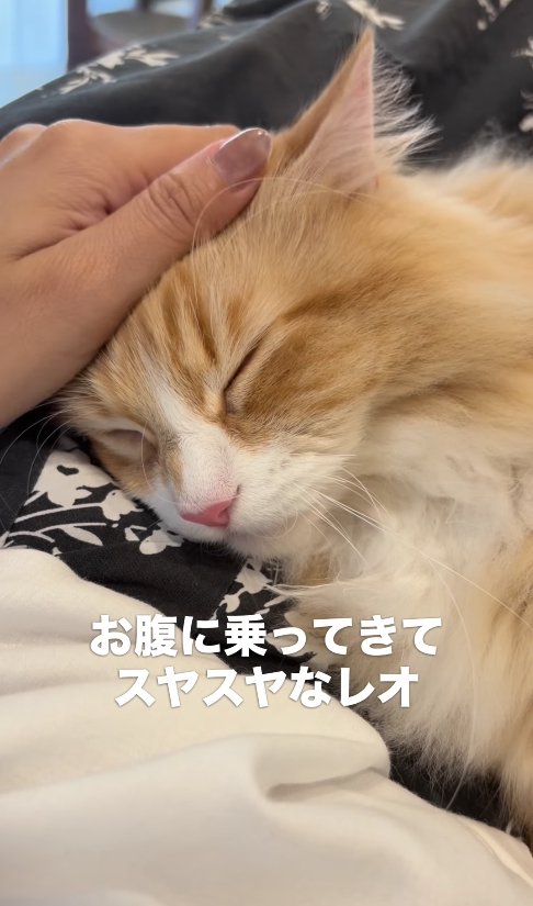 飼い主のお腹の上に頭を乗せて撫でられている猫の顔アップ