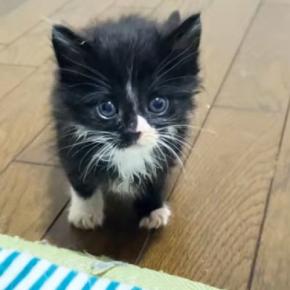 1匹だけ起きていた『甘えん坊の保護子猫』→抱っこしたら…5秒後の『まさかの展開』に癒される人が続出「安心したのかな」「可愛すぎるｗ」