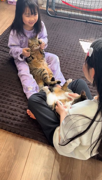 仰向けで抱っこされる2匹の猫