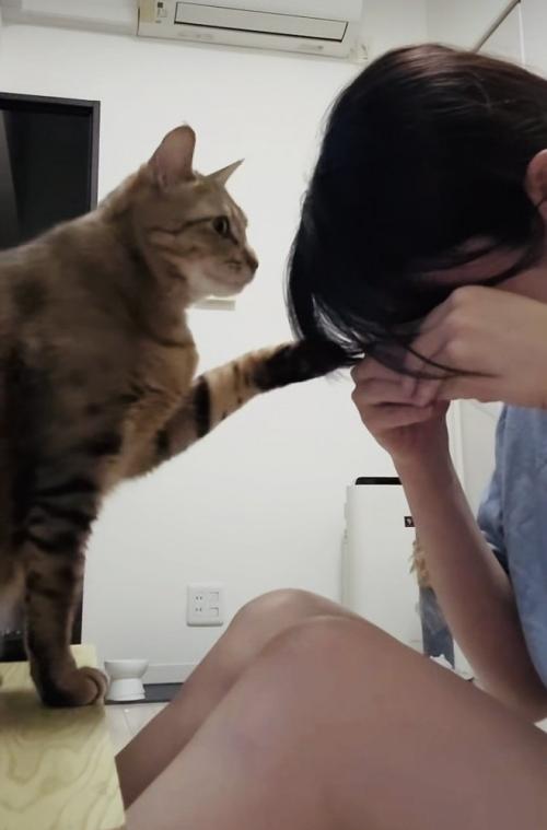 泣き真似をする飼い主さんを慰めるキジトラ猫