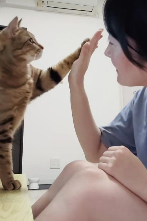 飼い主さんとハイタッチするキジトラ猫