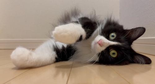 寝転がっている猫