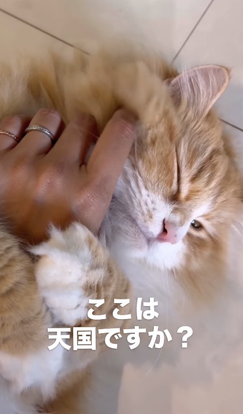 飼い主の手に抱きついている猫「ここは天国ですか？」