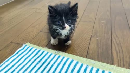 こちらに向かってくる姿