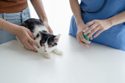 受診する猫