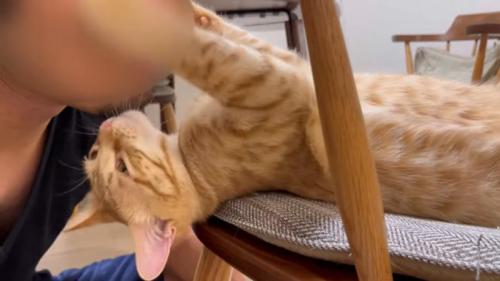 人のあごにほおずりをしている猫