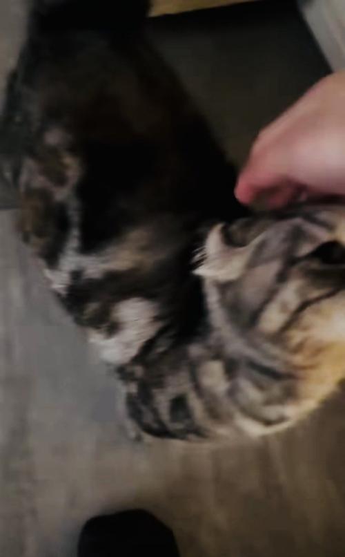 飼い主さんに頭を撫でられるキンカロー