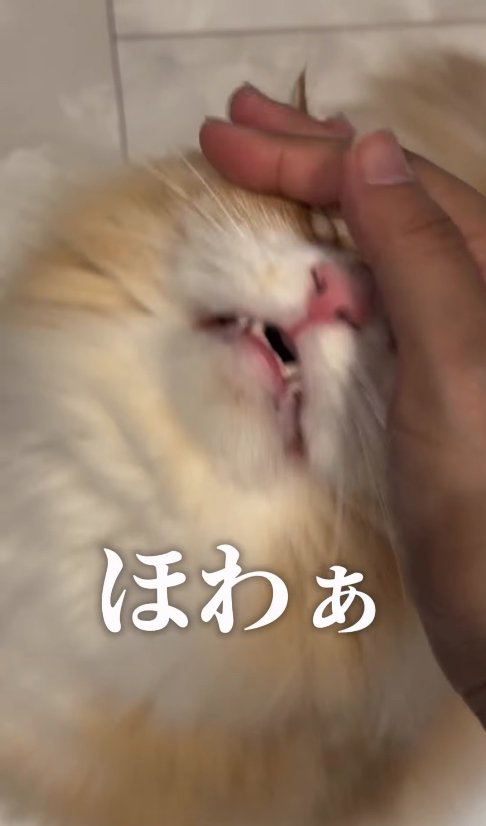 飼い主に撫でられて口をやや開いている猫「ほわぁ」