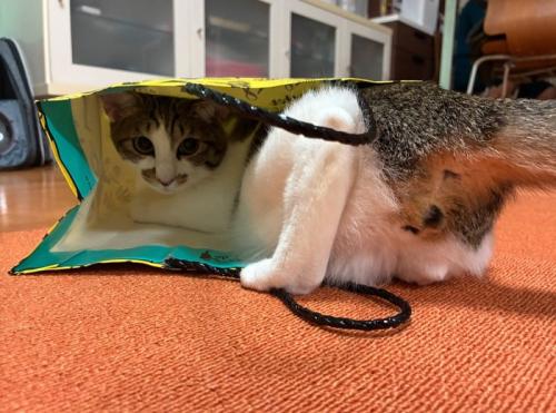 紙袋の中に入る猫