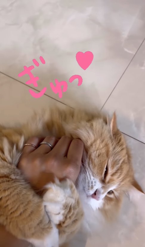 飼い主の手に抱きついている猫「ぎゅっ♡」