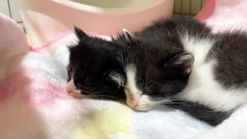 眠る2匹
