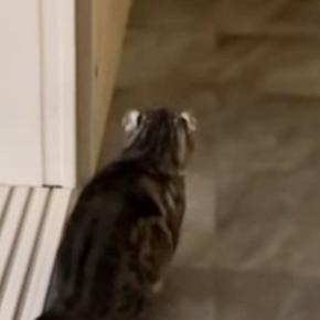 帰宅した飼い主に『気づかない猫』→背後からこっそり近づいた結果…笑ってしまう瞬間が71万再生「ビクってなったｗ」「可愛すぎる」