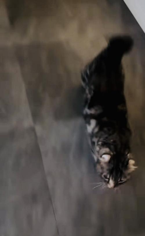 飼い主さんに向かって駆けてくるキンカロー
