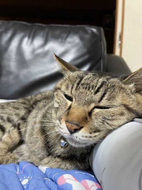 眠そうな猫