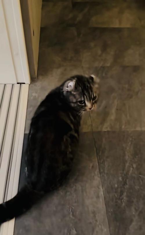 飼い主さんのほうに向くキンカロー