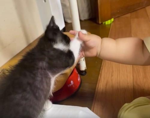 子猫と赤ちゃんの手