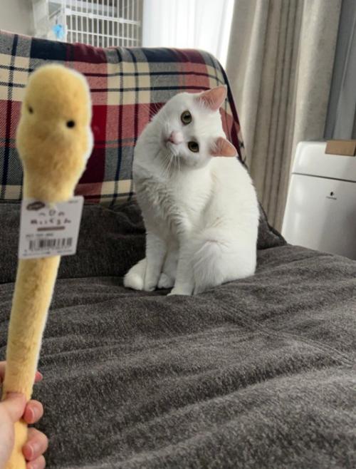 首をかしげる猫
