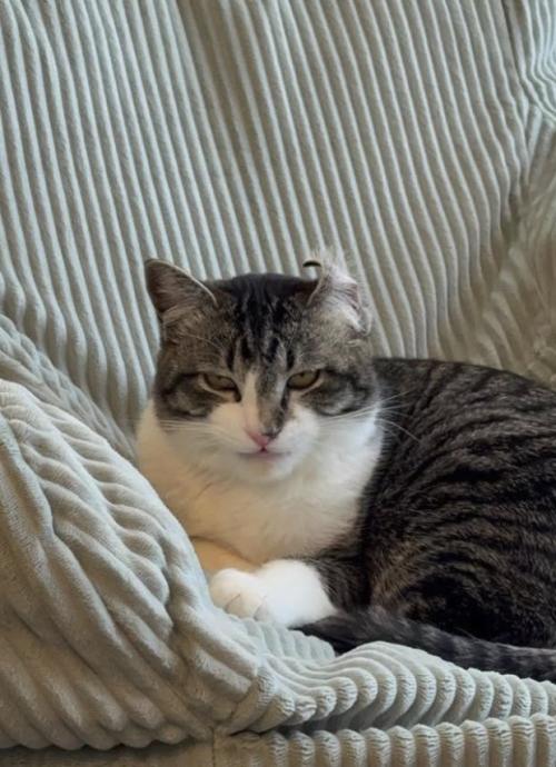 香箱座りをしている左耳がひっくり返った猫