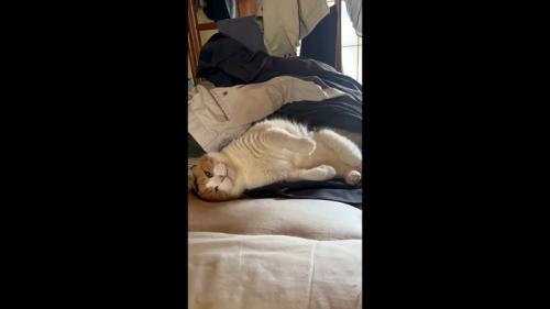 お腹を見せた姿