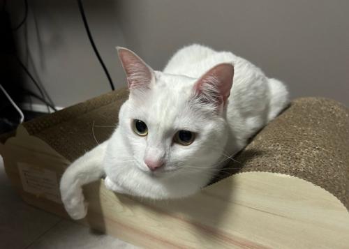 爪とぎベッドにいる猫