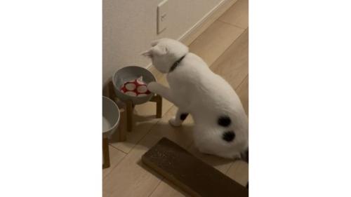 猫と水に入っているコースター