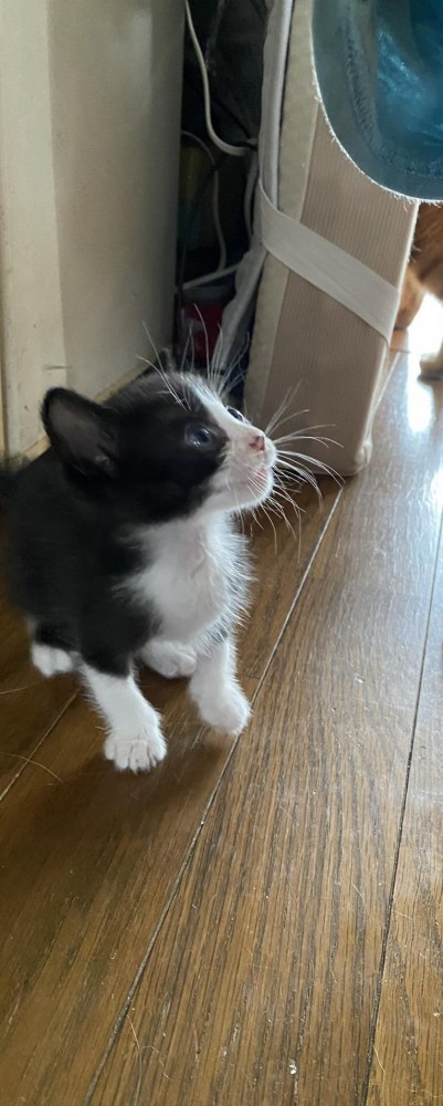 見上げる子猫