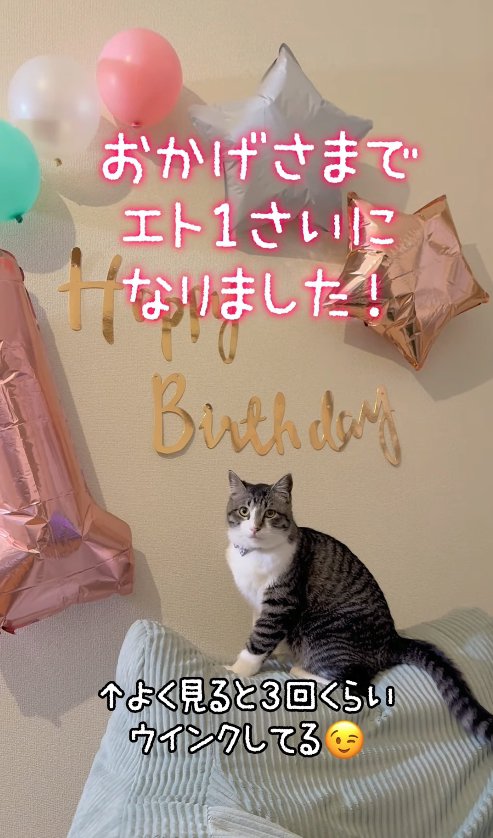 1歳の誕生日を祝われている猫