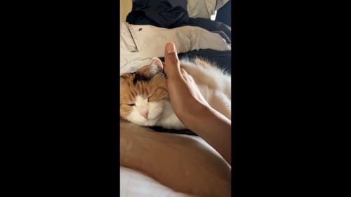 手のひらでナデナデ