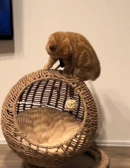 揺られる猫