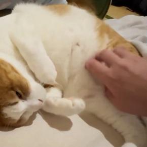 『頭を撫でてほしい猫』→別の場所を撫でられると…あまりにも賢い『まさかの行動』に13万いいね「一生見ていられる」「可愛すぎてにっこり」