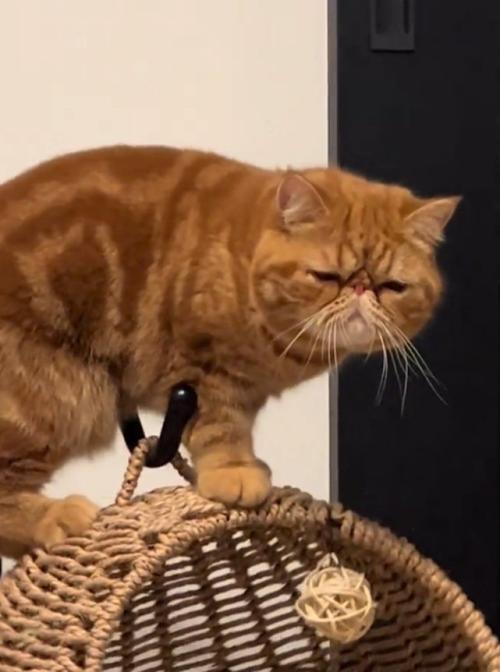 誇らしげな猫