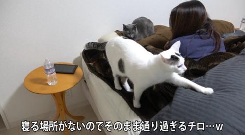 ベッドから去る猫