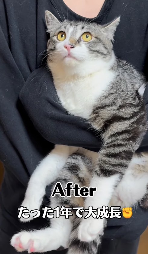 抱っこされている猫