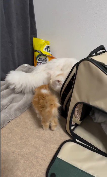 あいさつをしている猫と子猫