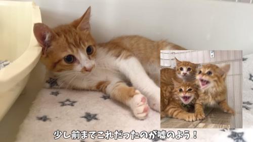 保護したばかりの屋台兄弟