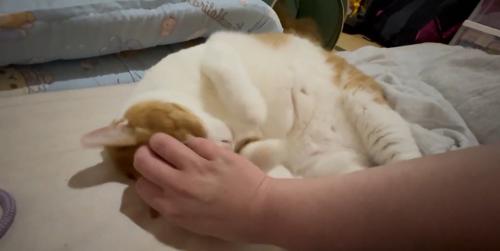 なでられる猫