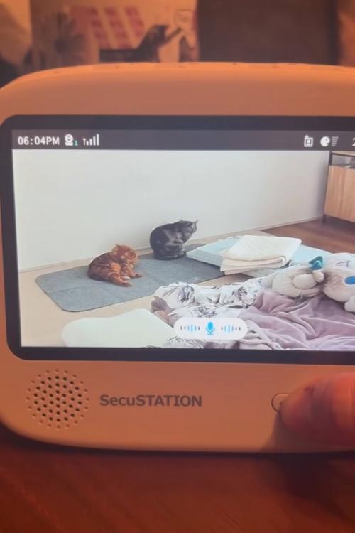 ベビーモニターに映る猫3