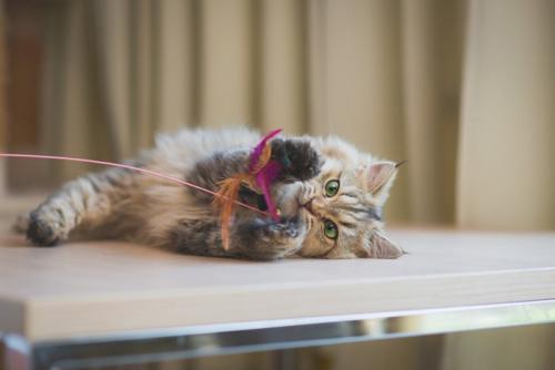 おもちゃで遊ぶ猫