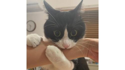 甘噛みする猫