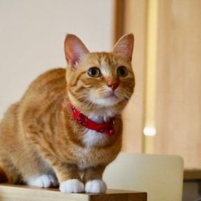 猫が『近くに来なくなる』飼い主の特徴4選　距離を取られる理由から関係改善のヒントまで
