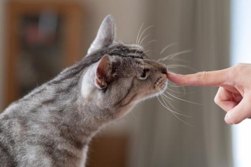 猫に挨拶する人