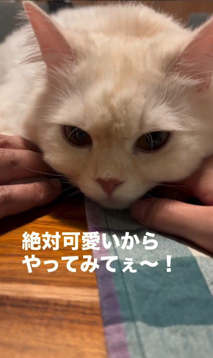 テーブルの上でくつろいでいる猫と猫に触れている人