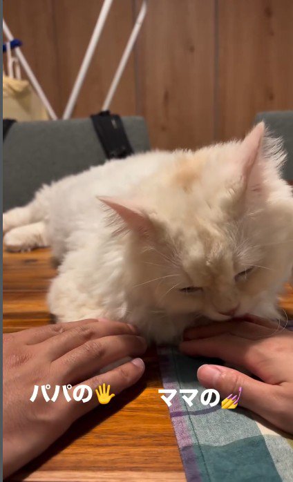 テーブルの上でくつろいでいる猫と猫に触れている人