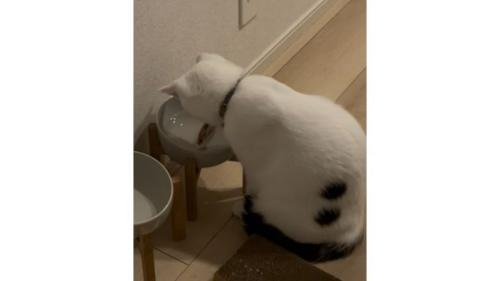 猫と水に入っているコースター