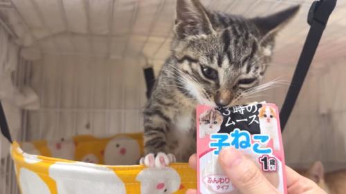 身を乗り出すひまわりちゃん