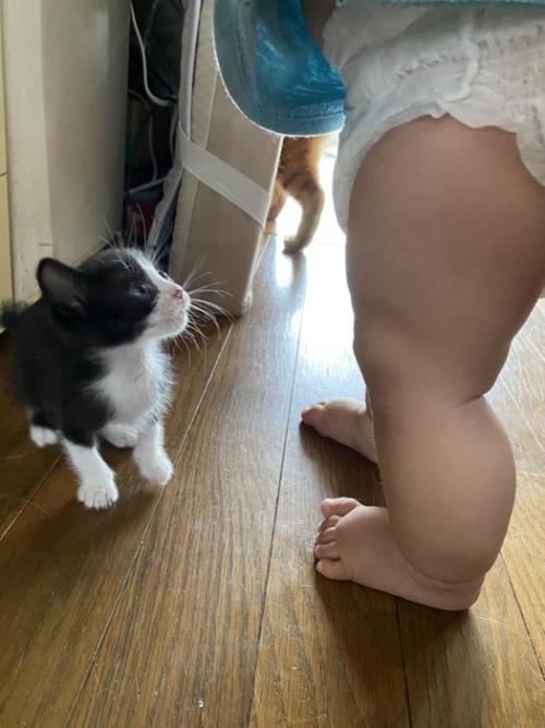 見上げる子猫と赤ちゃんの脚