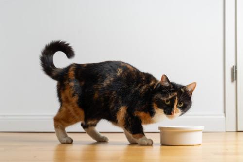餌を食べようとしているサビ猫