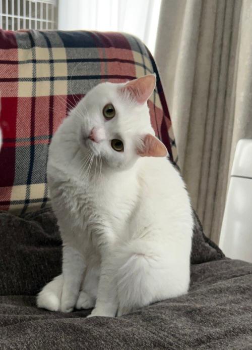 首をかしげる猫(アップ)
