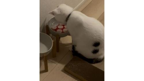 猫と水に入っているコースター